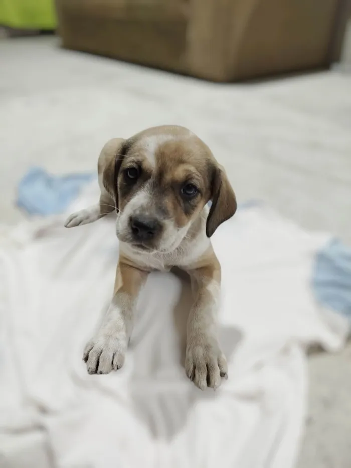 Cachorro ra a SRD-ViraLata idade 2 a 6 meses nome Amora 