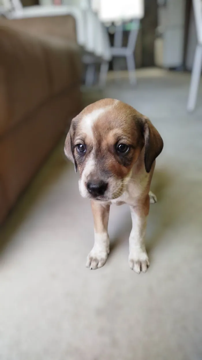 Cachorro ra a SRD-ViraLata idade 2 a 6 meses nome Amora 