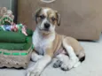 Amora 