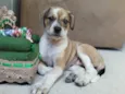 Amora 