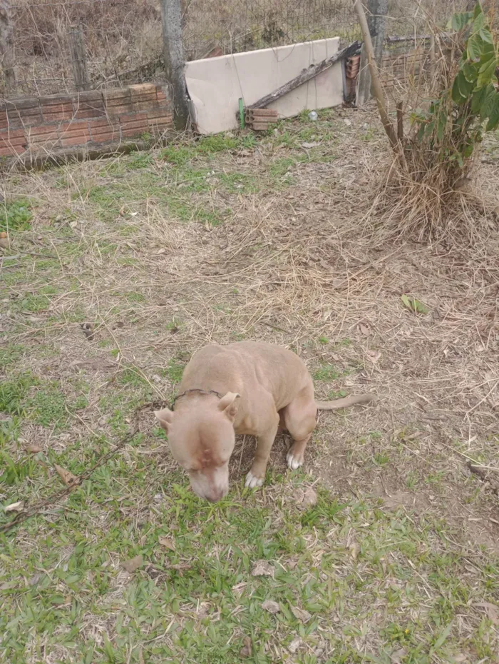 Cachorro ra a Pit-Bull idade 2 anos nome Espak