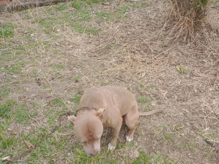 Cachorro ra a Pit-Bull idade 2 anos nome Espak