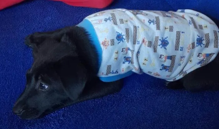 Cachorro ra a SRD-ViraLata idade 2 a 6 meses nome Thor