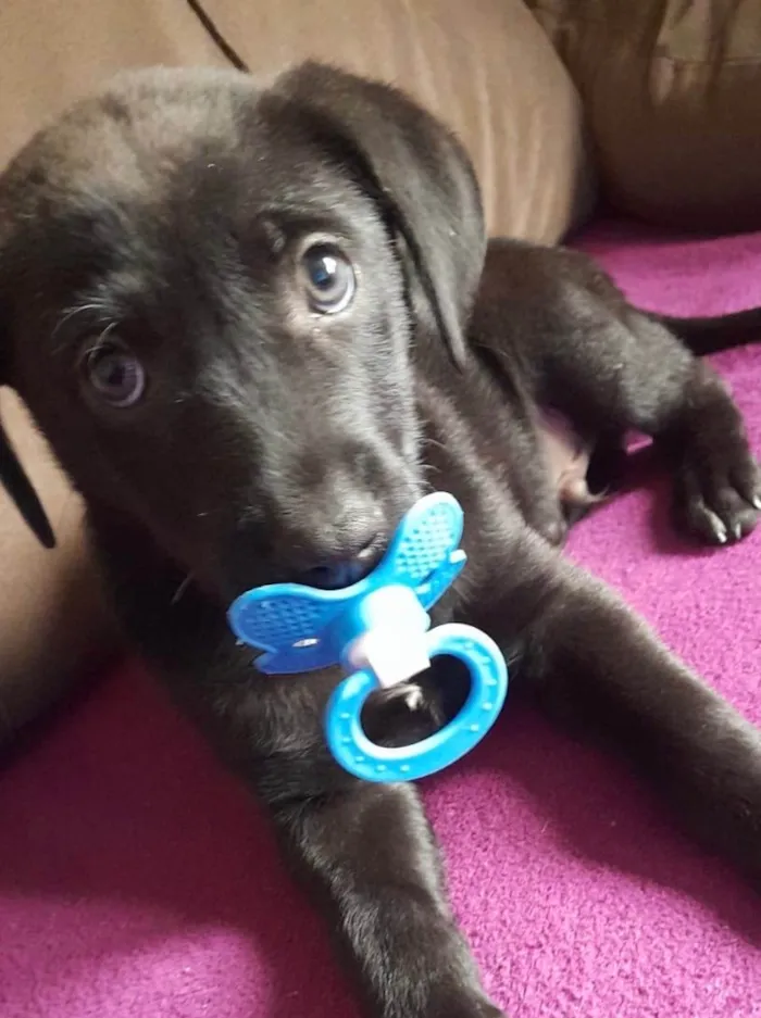 Cachorro ra a SRD-ViraLata idade 2 a 6 meses nome Thor