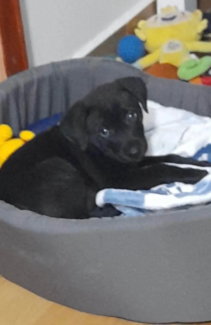 Cachorro ra a SRD-ViraLata idade 2 a 6 meses nome Thor