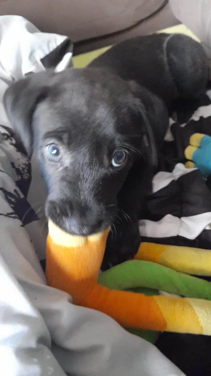Cachorro ra a SRD-ViraLata idade 2 a 6 meses nome Thor