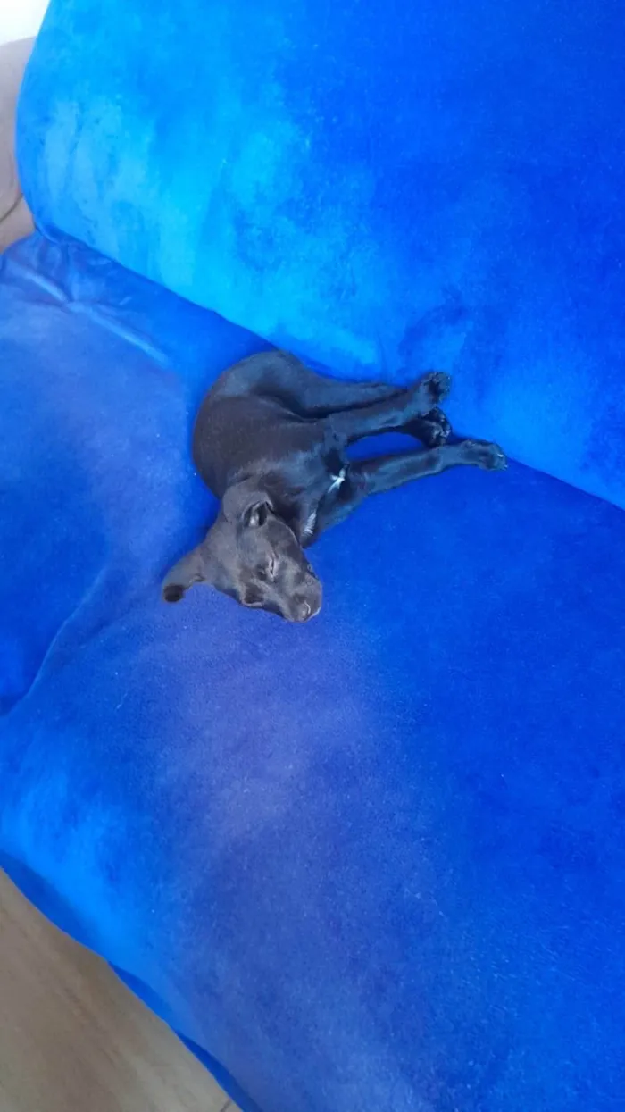 Cachorro ra a SRD-ViraLata idade 2 a 6 meses nome Thor