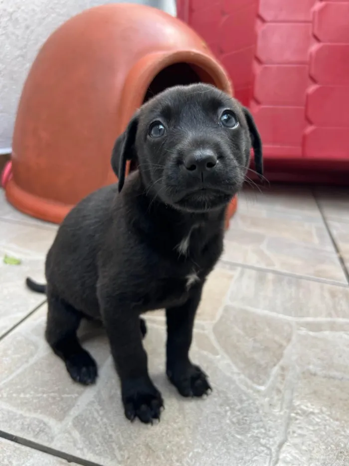 Cachorro ra a SRD-ViraLata idade 2 a 6 meses nome Thor