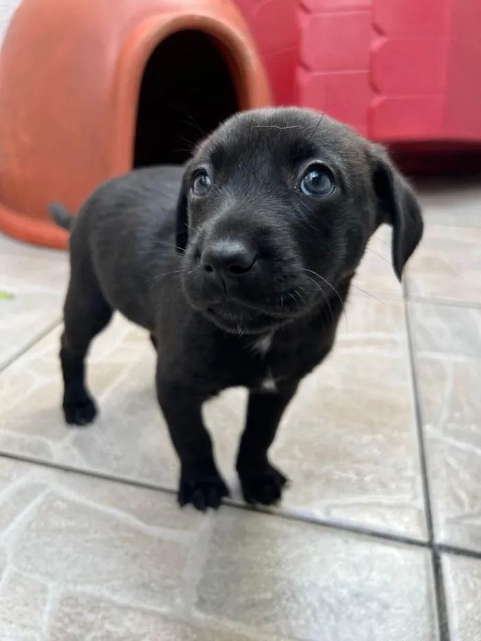Cachorro ra a SRD-ViraLata idade 2 a 6 meses nome Thor