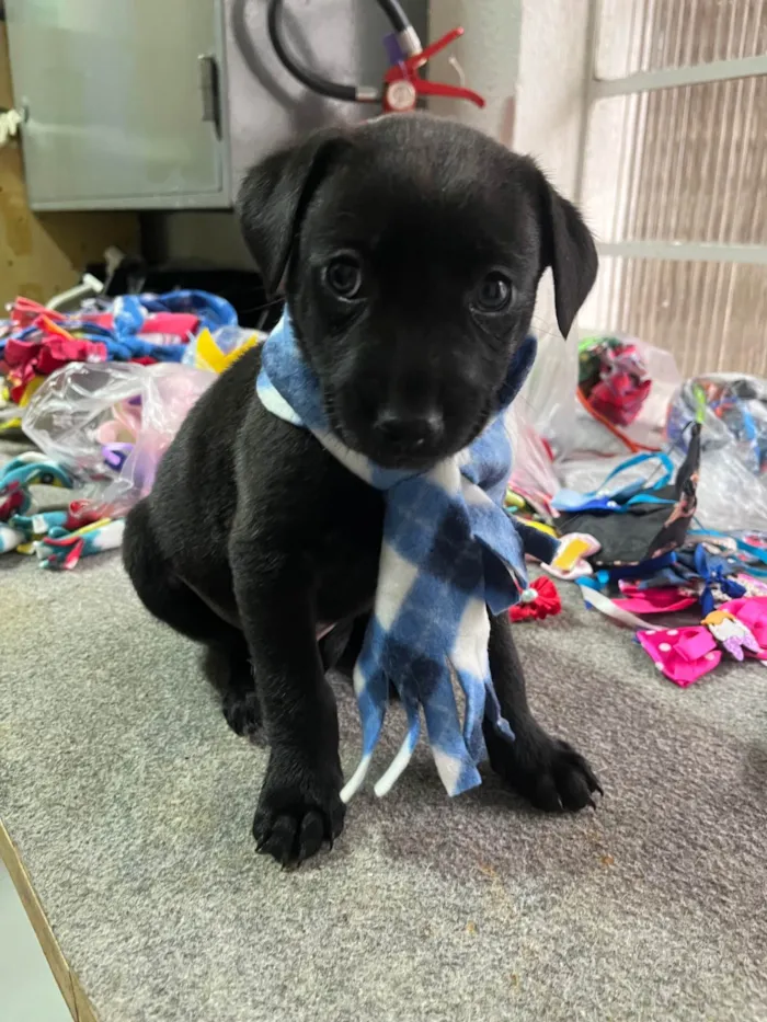 Cachorro ra a SRD-ViraLata idade 2 a 6 meses nome Thor