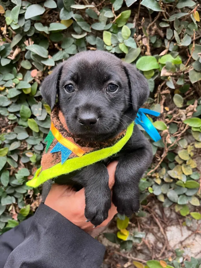 Cachorro ra a SRD-ViraLata idade 2 a 6 meses nome Thor