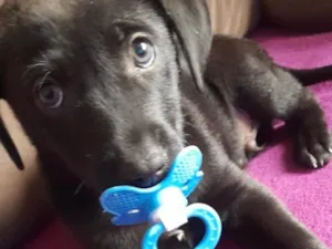 Cachorro raça SRD-ViraLata idade 2 a 6 meses nome Thor