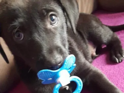 Cachorro raça SRD-ViraLata idade 2 a 6 meses nome Thor