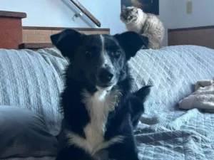 Cachorro raça Boder Collie idade 1 ano nome Roulfee