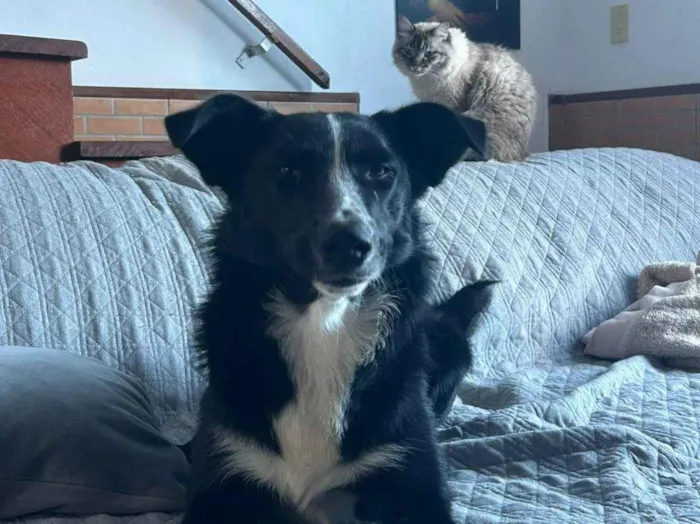 Cachorro ra a Boder Collie idade 1 ano nome Roulfee