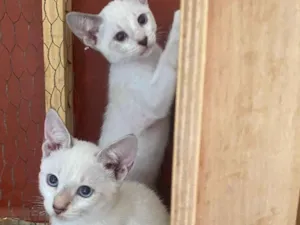 Gato raça SRD-ViraLata idade 2 a 6 meses nome Irmãos coragem 