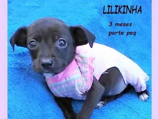 Cachorro ra a SRD-ViraLata idade 2 a 6 meses nome Lilikinha 