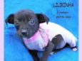 Lilikinha