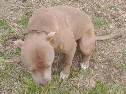 Cachorro raça Pit-Bull idade 2 anos nome Espak