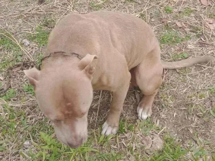 Cachorro ra a Pit-Bull idade 2 anos nome Espak