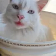 Shiro