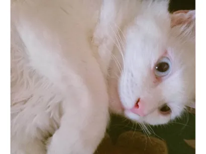 Gato raça SRD-ViraLata idade 4 anos nome Shiro