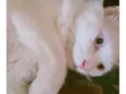 Shiro