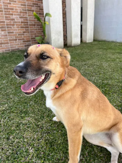 Cachorro raça SRD-ViraLata idade 3 anos nome Lupita
