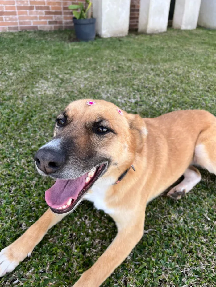 Cachorro ra a SRD-ViraLata idade 3 anos nome Lupita