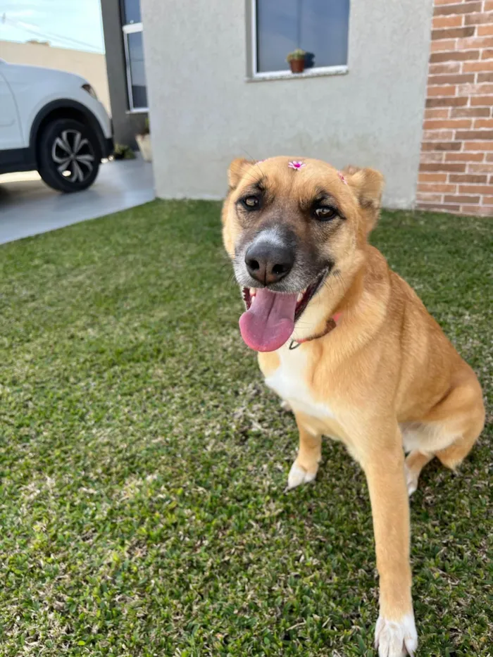 Cachorro ra a SRD-ViraLata idade 3 anos nome Lupita