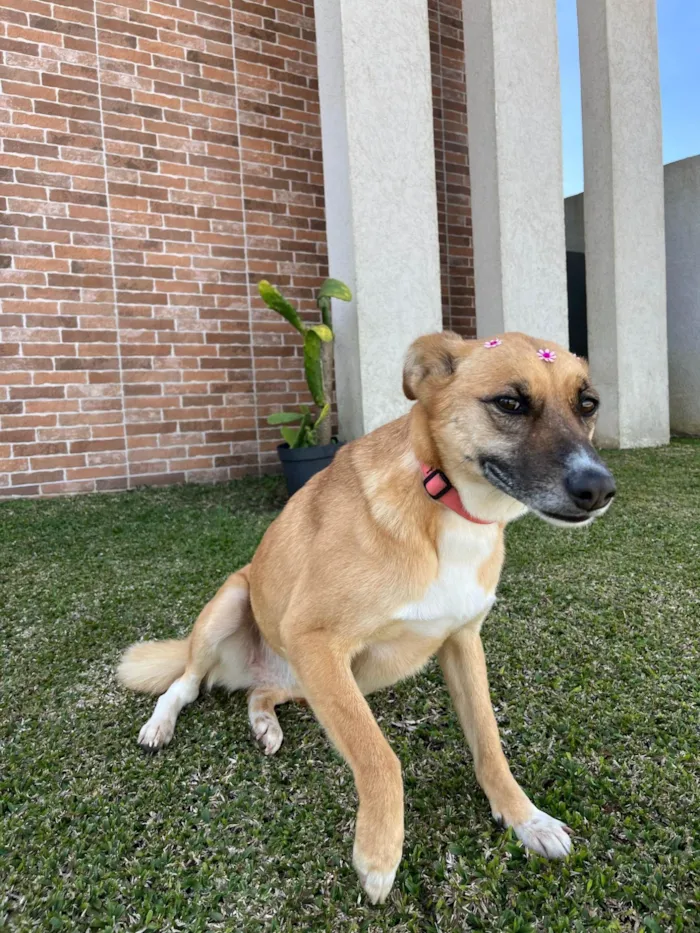 Cachorro ra a SRD-ViraLata idade 3 anos nome Lupita