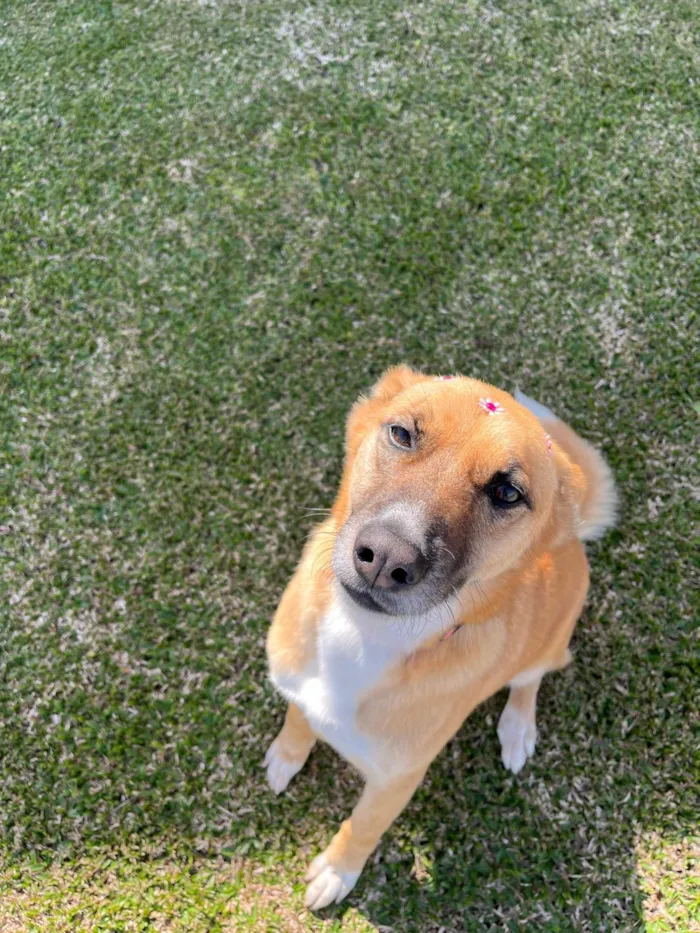 Cachorro ra a SRD-ViraLata idade 3 anos nome Lupita