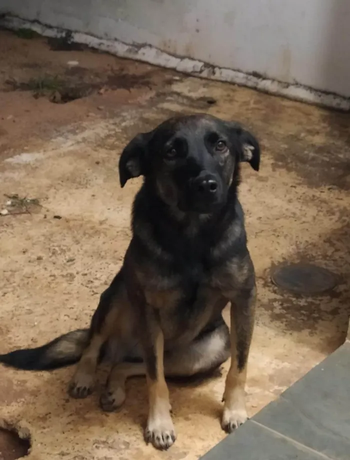 Cachorro ra a SRD-ViraLata idade 1 ano nome Noel