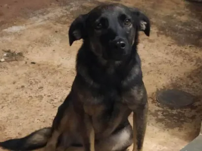 Cachorro raça SRD-ViraLata idade 1 ano nome Noel