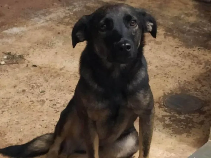 Cachorro ra a SRD-ViraLata idade 1 ano nome Noel