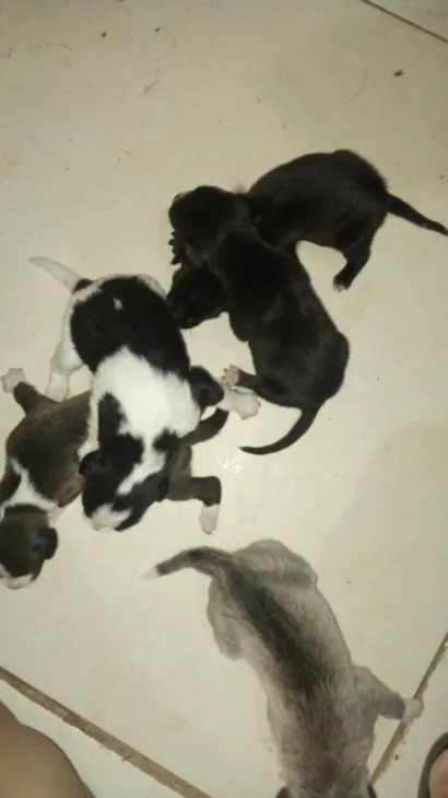 Cachorro raça SRD-ViraLata idade Abaixo de 2 meses nome Não tem nome.