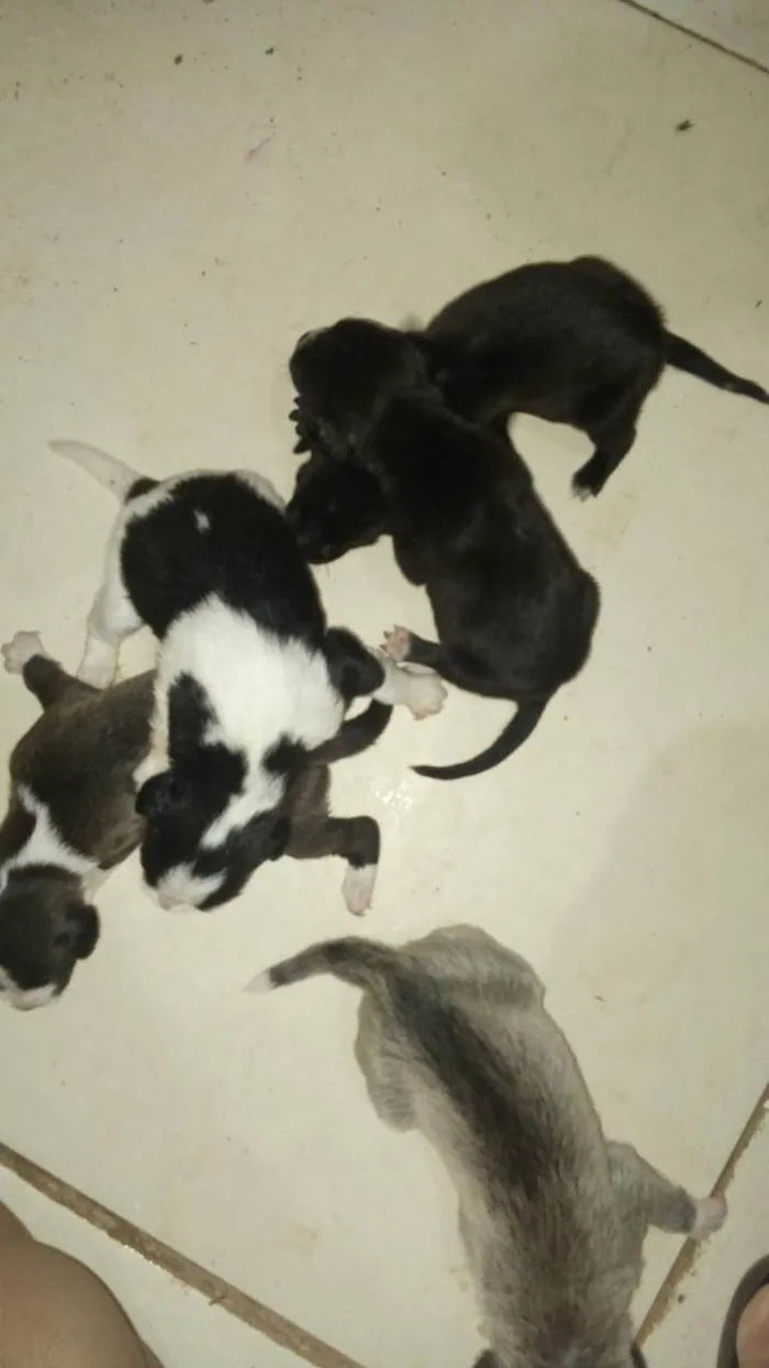 Cachorro ra a SRD-ViraLata idade Abaixo de 2 meses nome Não tem nome.