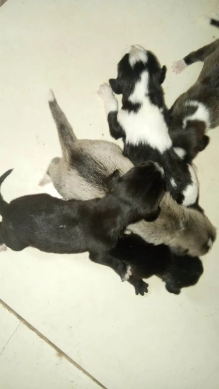 Cachorro ra a SRD-ViraLata idade Abaixo de 2 meses nome Não tem nome.