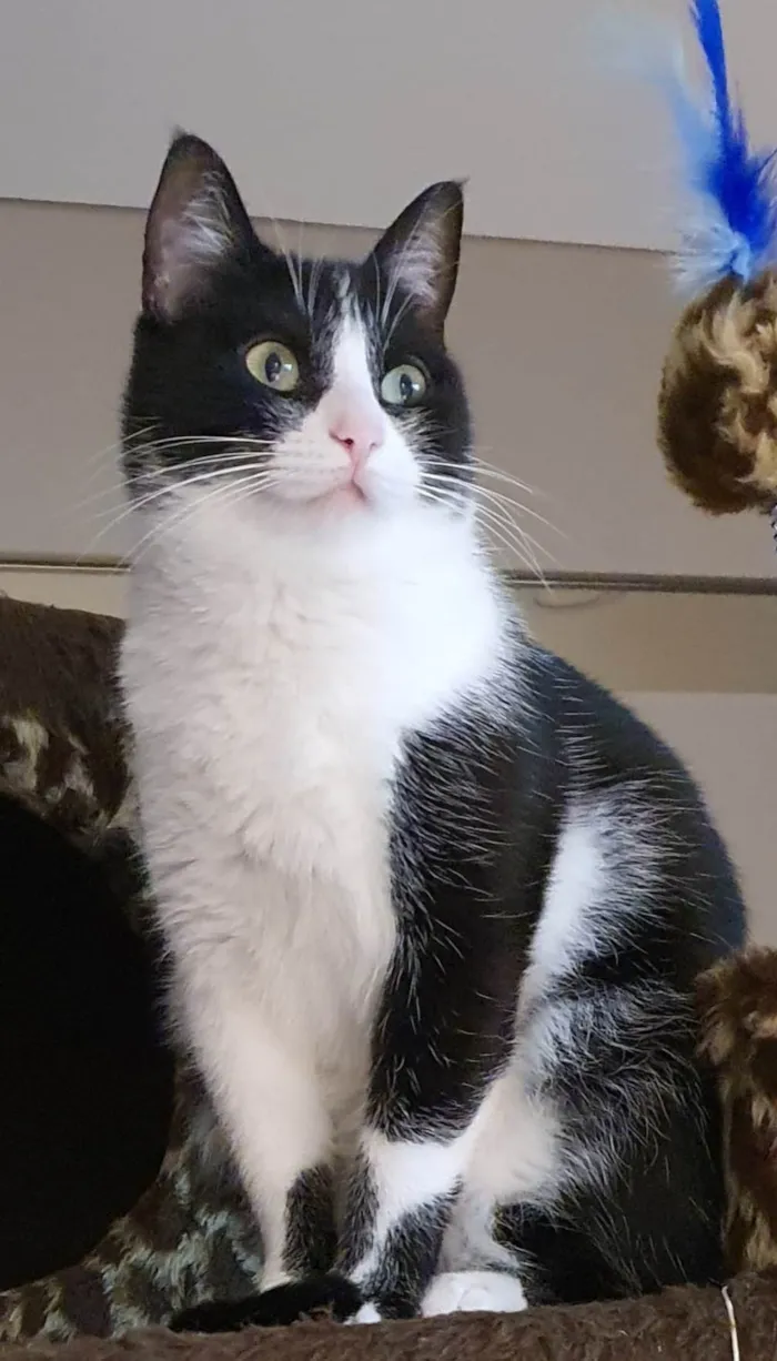Gato ra a SRD-ViraLata idade 6 ou mais anos nome Phoebs