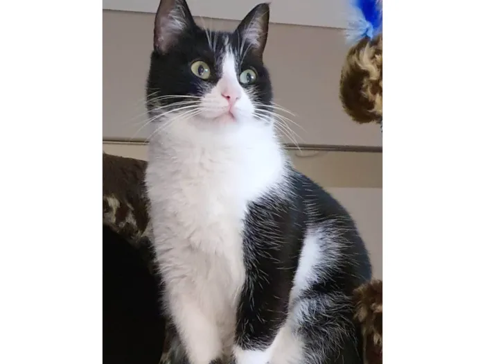 Gato ra a SRD-ViraLata idade 6 ou mais anos nome Phoebs