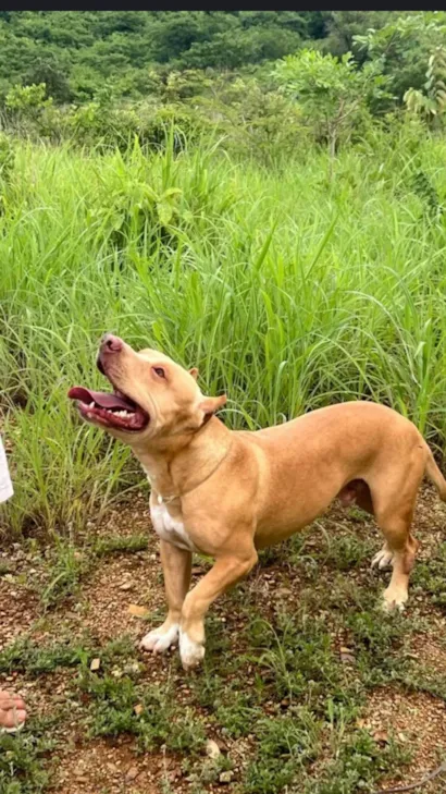 Cachorro raça Pit-Bull idade 1 ano nome Zeus 