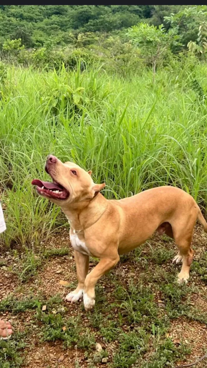 Cachorro ra a Pit-Bull idade 1 ano nome Zeus 