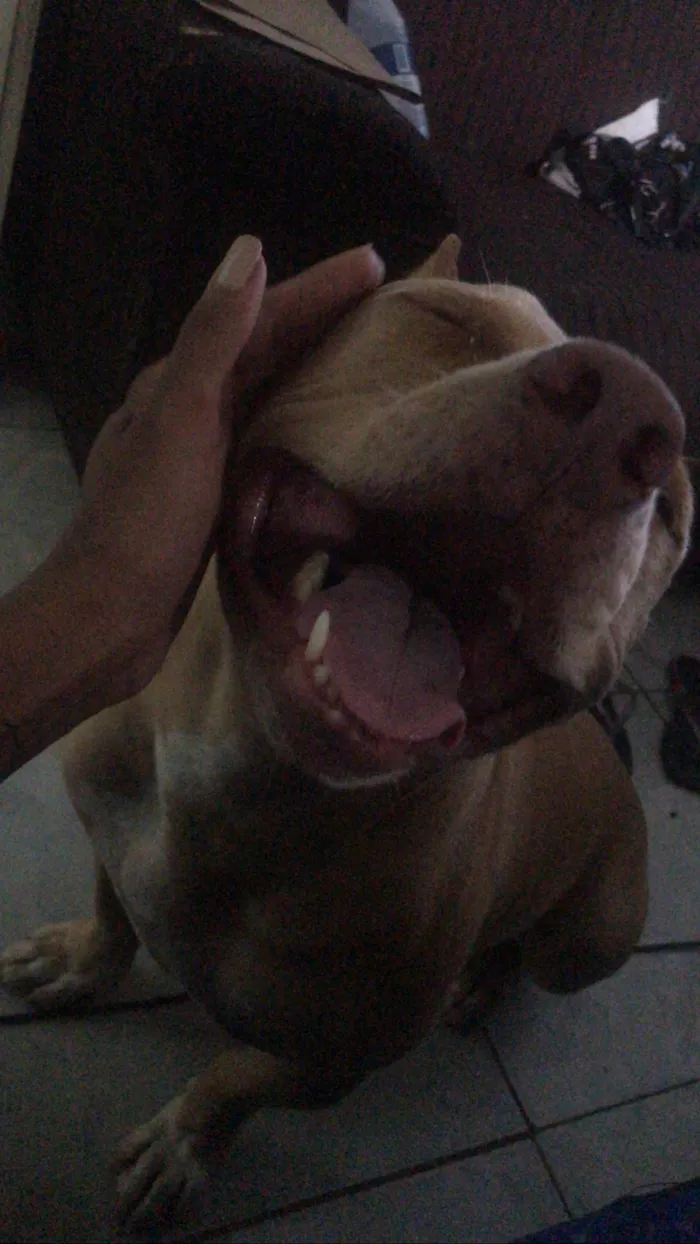 Cachorro ra a Pit-Bull idade 1 ano nome Zeus 