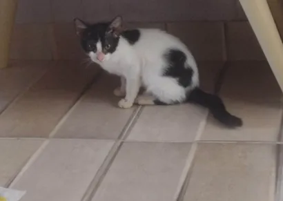 Gato raça SRD-ViraLata idade 2 a 6 meses nome Gatinha