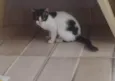 Gatinha