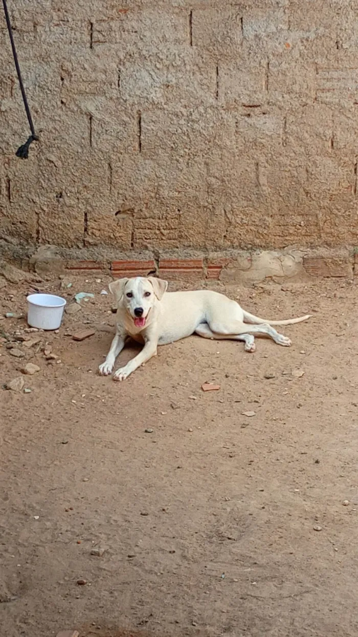 Cachorro ra a SRD-ViraLata idade 2 a 6 meses nome Duda