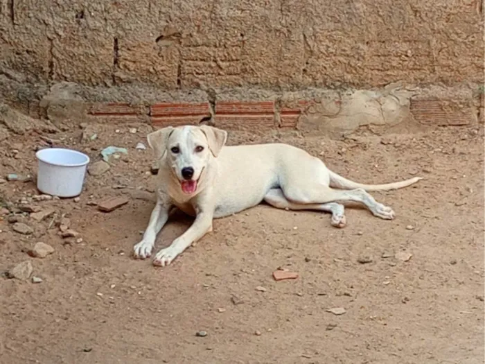 Cachorro ra a SRD-ViraLata idade 2 a 6 meses nome Duda