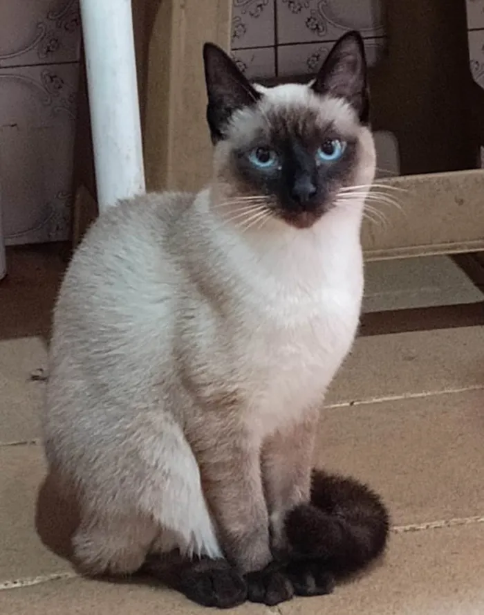 Gato ra a Siamês idade 2 a 6 meses nome FOFO, CASTRADO