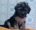 LINDINHA