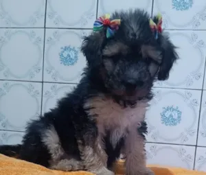 Cachorro raça SRD-ViraLata idade 2 a 6 meses nome LINDINHA